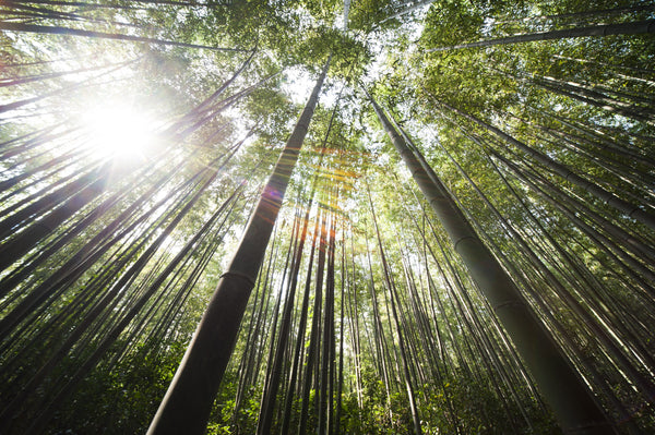 The Environmental Benefits of Bamboo Fabric
